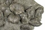 Cluster Of Pyrite Replaced Brachiopods - Sylvania, Ohio #188728-1